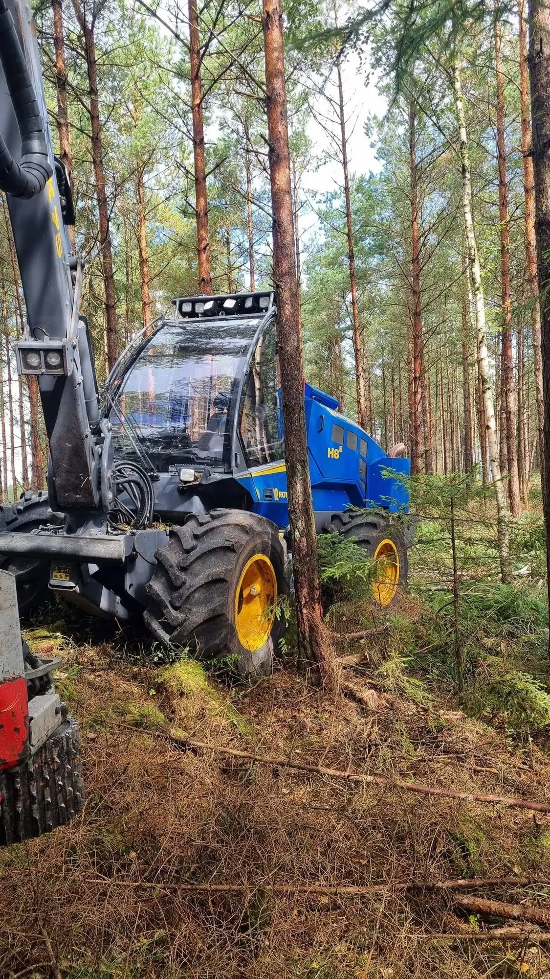 Skördaren står i en gallrad tallskog med raka stammar
