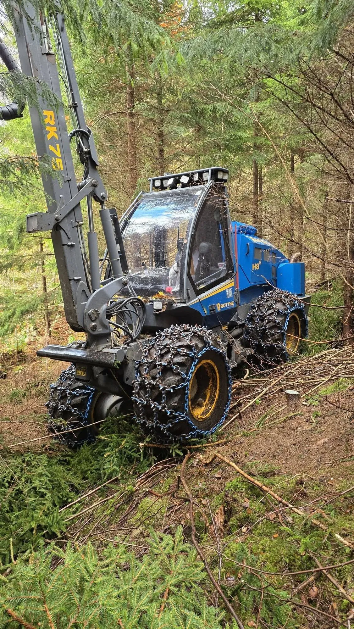 Rottne H8-skördaren med kedjor på hjulen i tät granskog